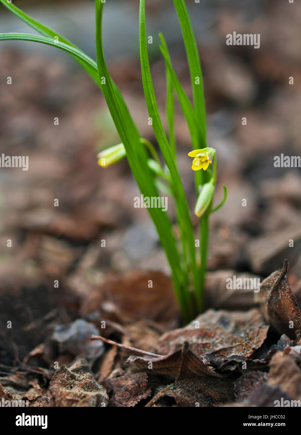Prima molla pianta con i fiori gialli crescente tra le foglie essiccate Foto Stock
