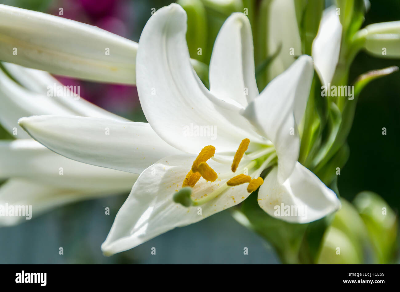 Il Lilium Bianco fiore (membri della quale sono veri gigli), close up Foto Stock