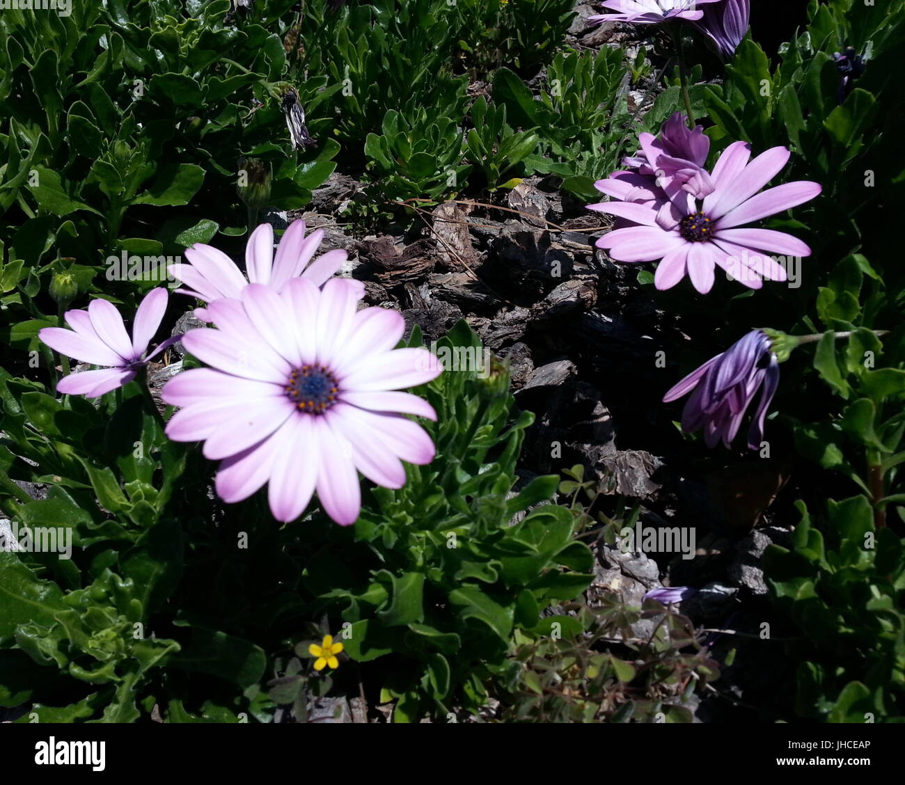 Viola chiaro e bianco fiore Petaled Foto Stock