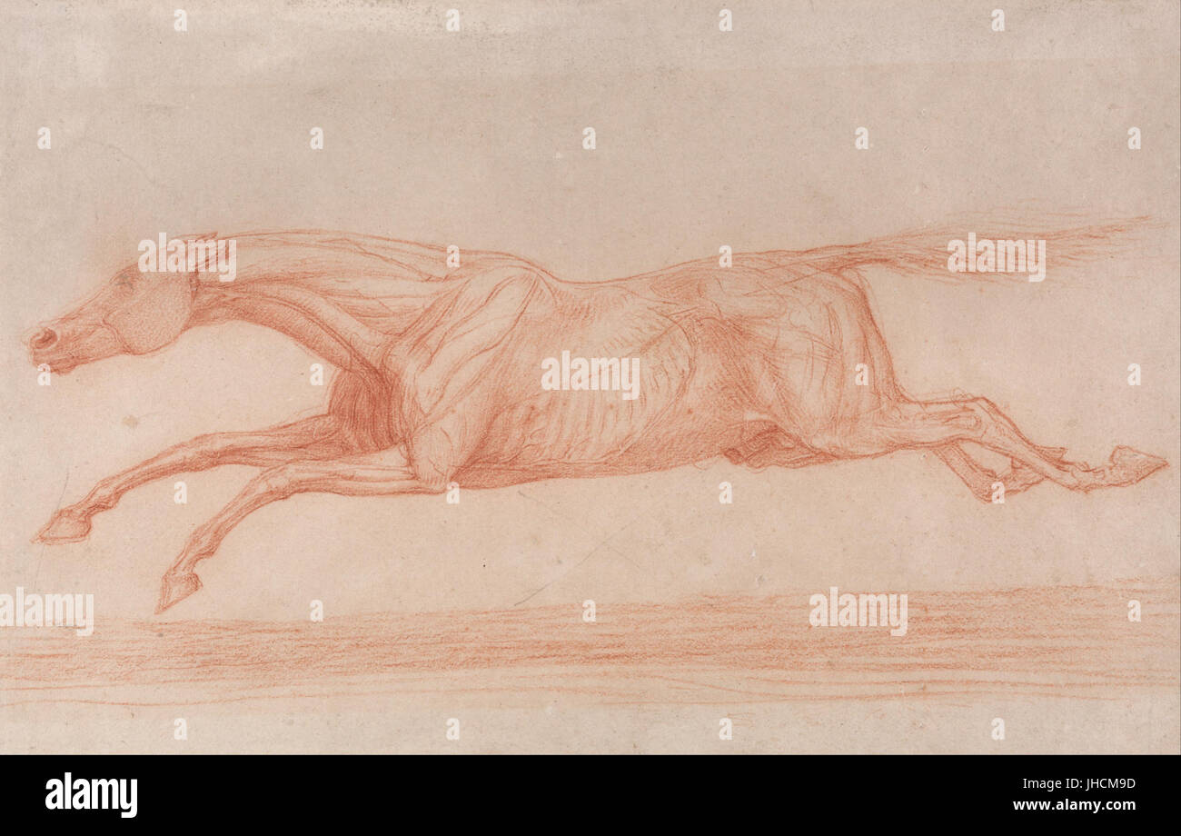 George Stubbs - Studio di un cavallo da corsa in azione- al galoppo verso sinistra, un studio Semi-Anatomical, con pelle scorticato a Sho... - Foto Stock