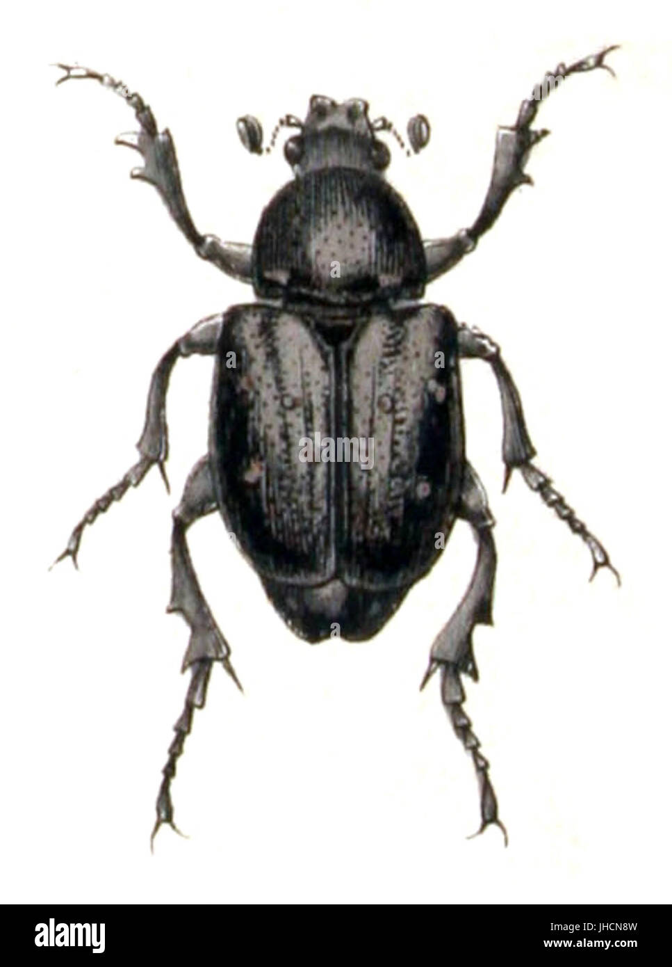 Gnorimus.coenobita.-.calwer.17.15 Foto Stock