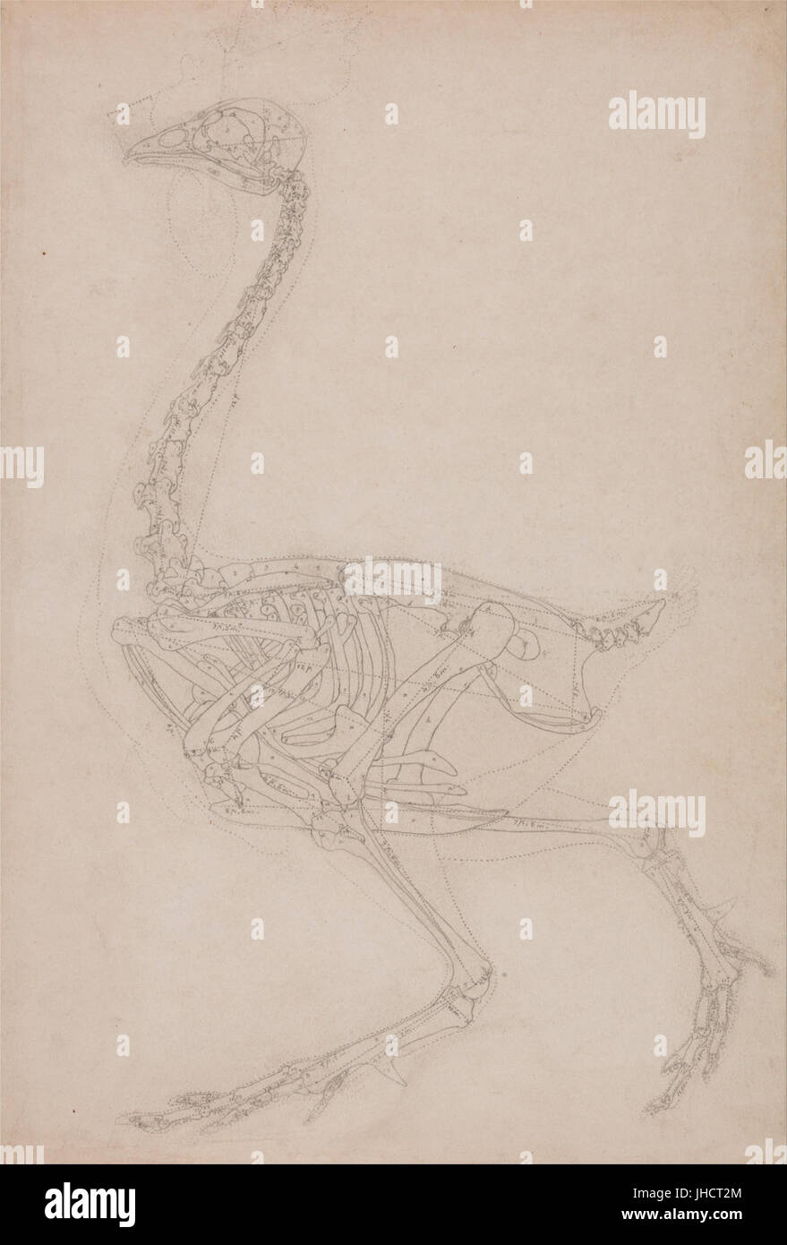 George Stubbs - un confronto esposizione anatomica della struttura del corpo umano con quello di una tigre e un co... - (2364139) Foto Stock