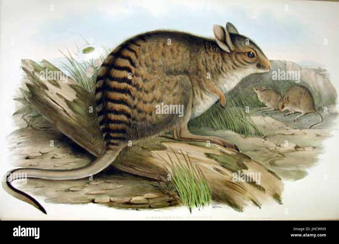 Lagorchestes fasciatus Gould Foto Stock