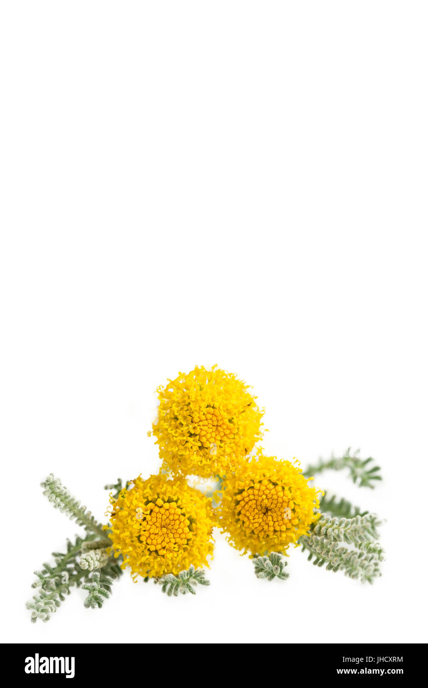 Santolina chamaecyparissus lavanda cotone isolato su bianco Foto Stock
