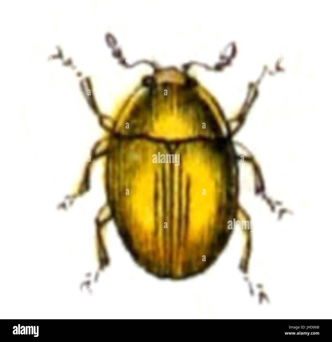 Olibrus.corticalis.-.calwer.13,21 Foto Stock