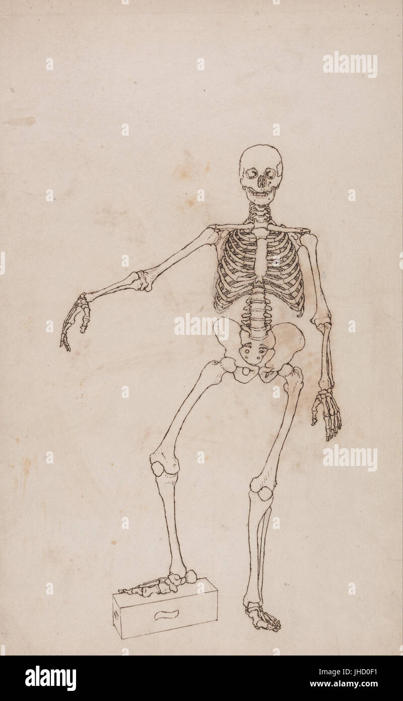 George Stubbs - un confronto esposizione anatomica della struttura del corpo umano con quello di una tigre e un co... - (2357268) Foto Stock