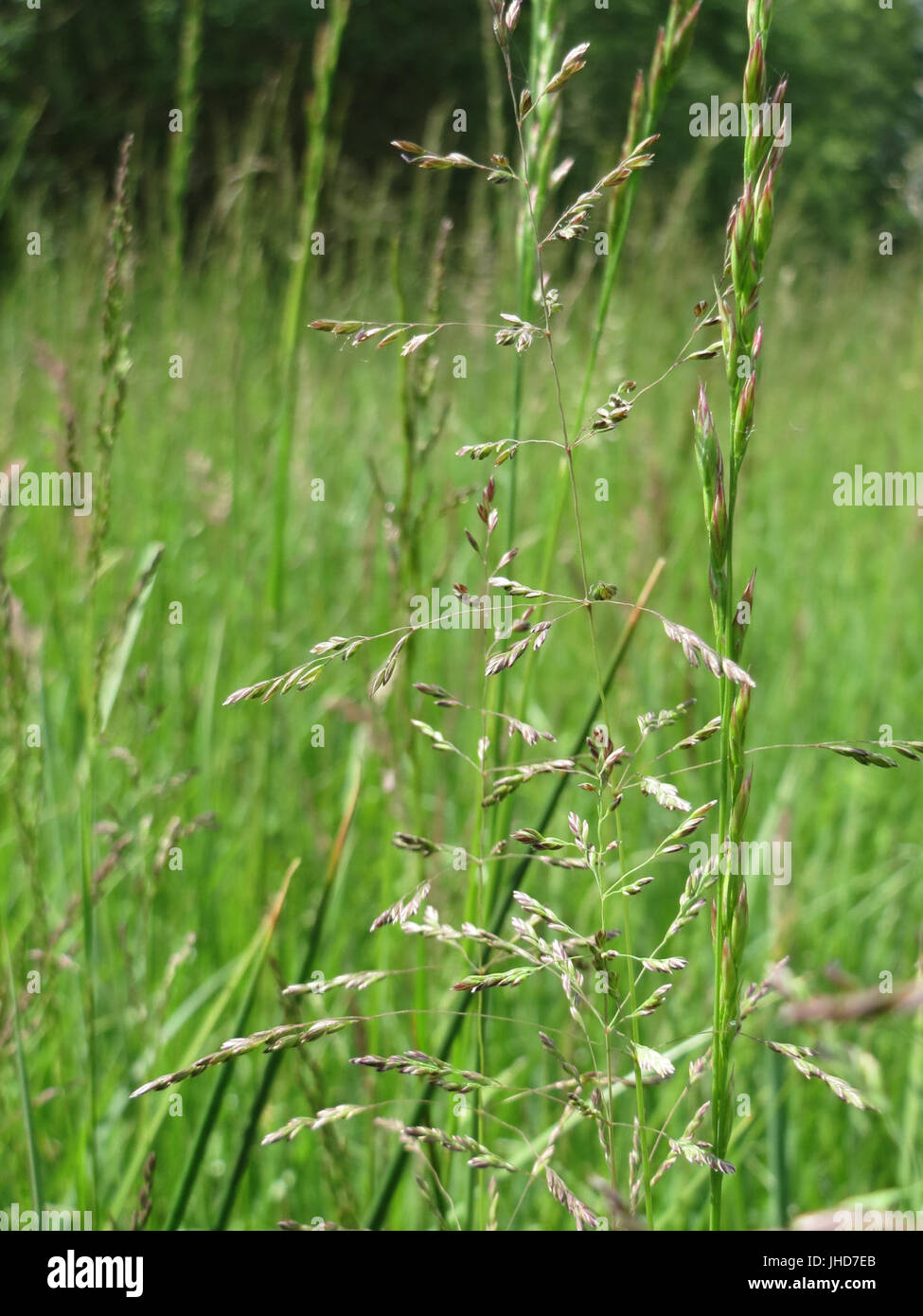 20150519Poa trivialis2 Foto Stock