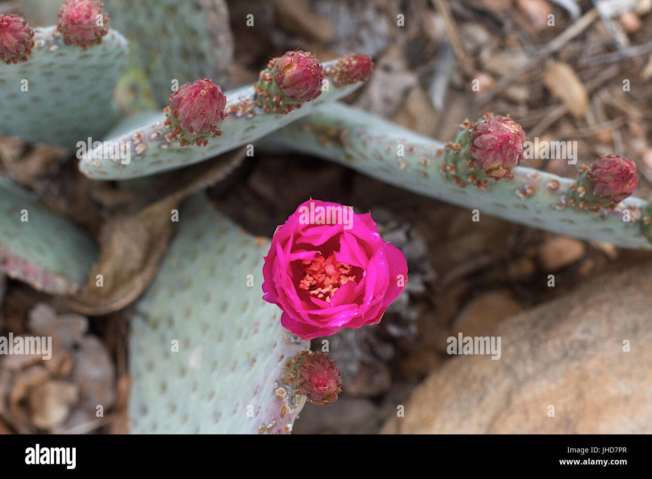 2015-365-143 andando essere un sacco di fiori di colore rosa (18024941102) Foto Stock