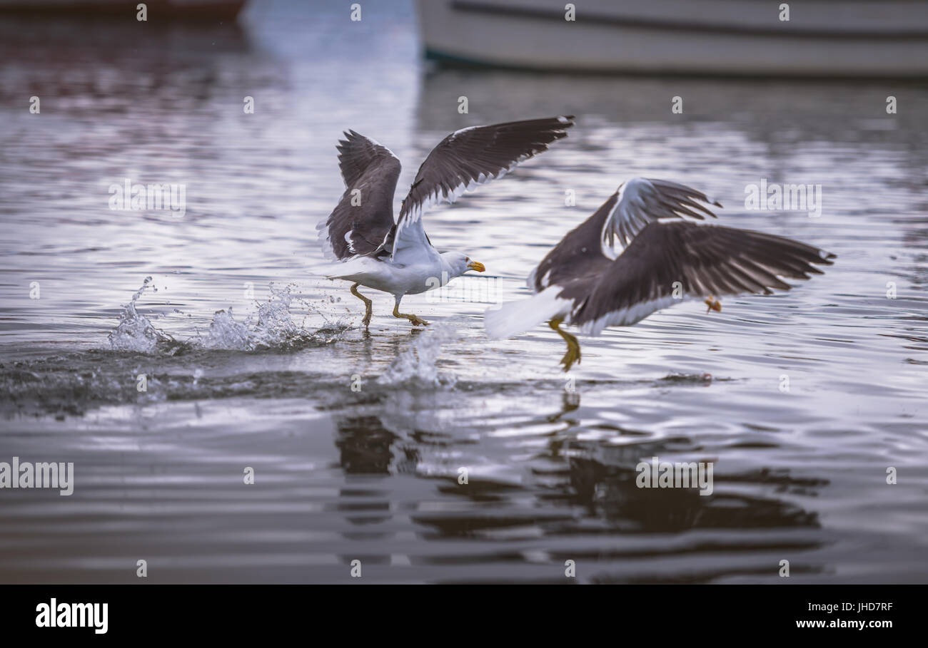 Gabbiani immersioni in mare per la cattura di pesci. Foto Stock