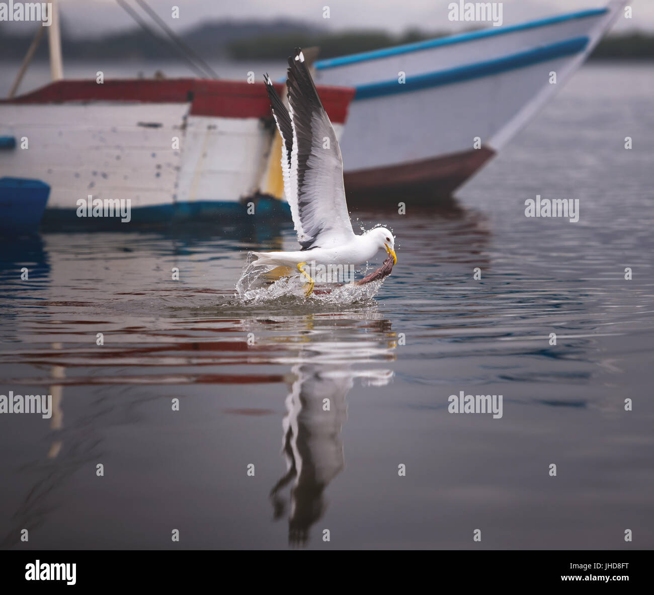 Gabbiani immersioni in mare per la cattura di pesci. Foto Stock