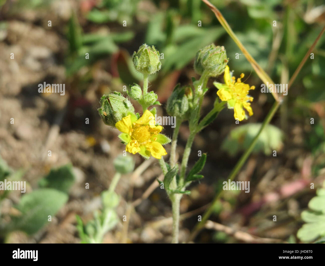 20150605Potentilla argentea2 Foto Stock