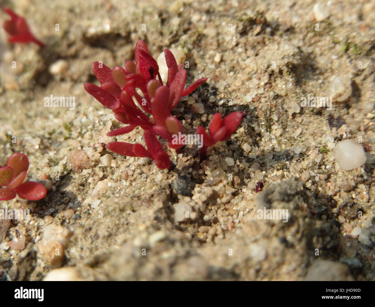 20150606Portulaca oleracea3 Foto Stock