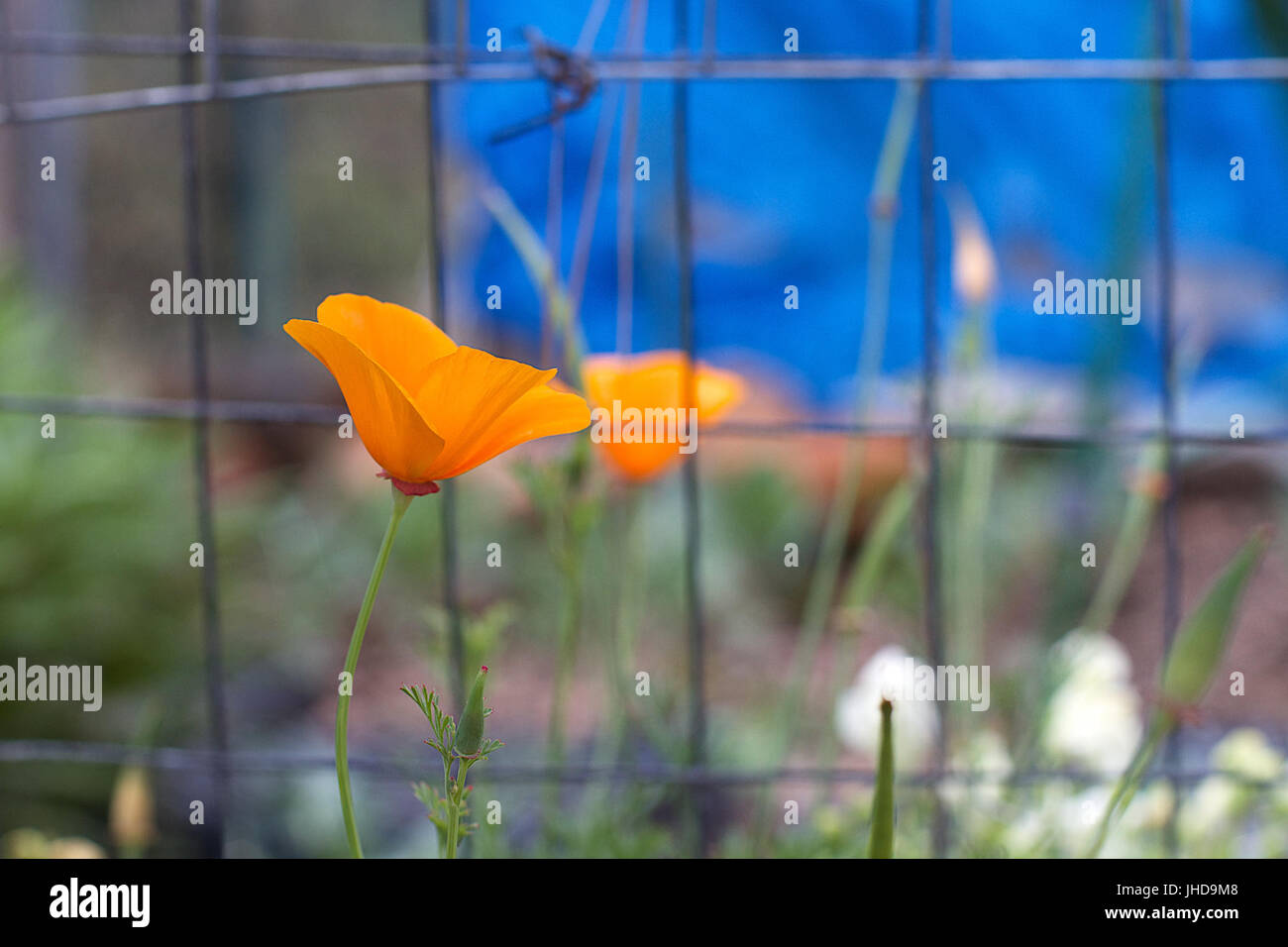 2015-365-159 Pssss, ho avuto un amico all'interno - (18631278841) Foto Stock