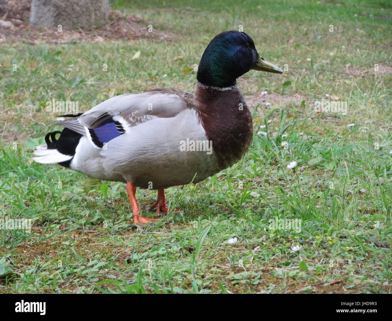 20150609Anas platyrhynchos Foto Stock