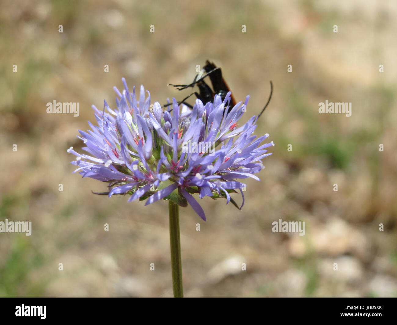 20150611Jasione montana2 Foto Stock