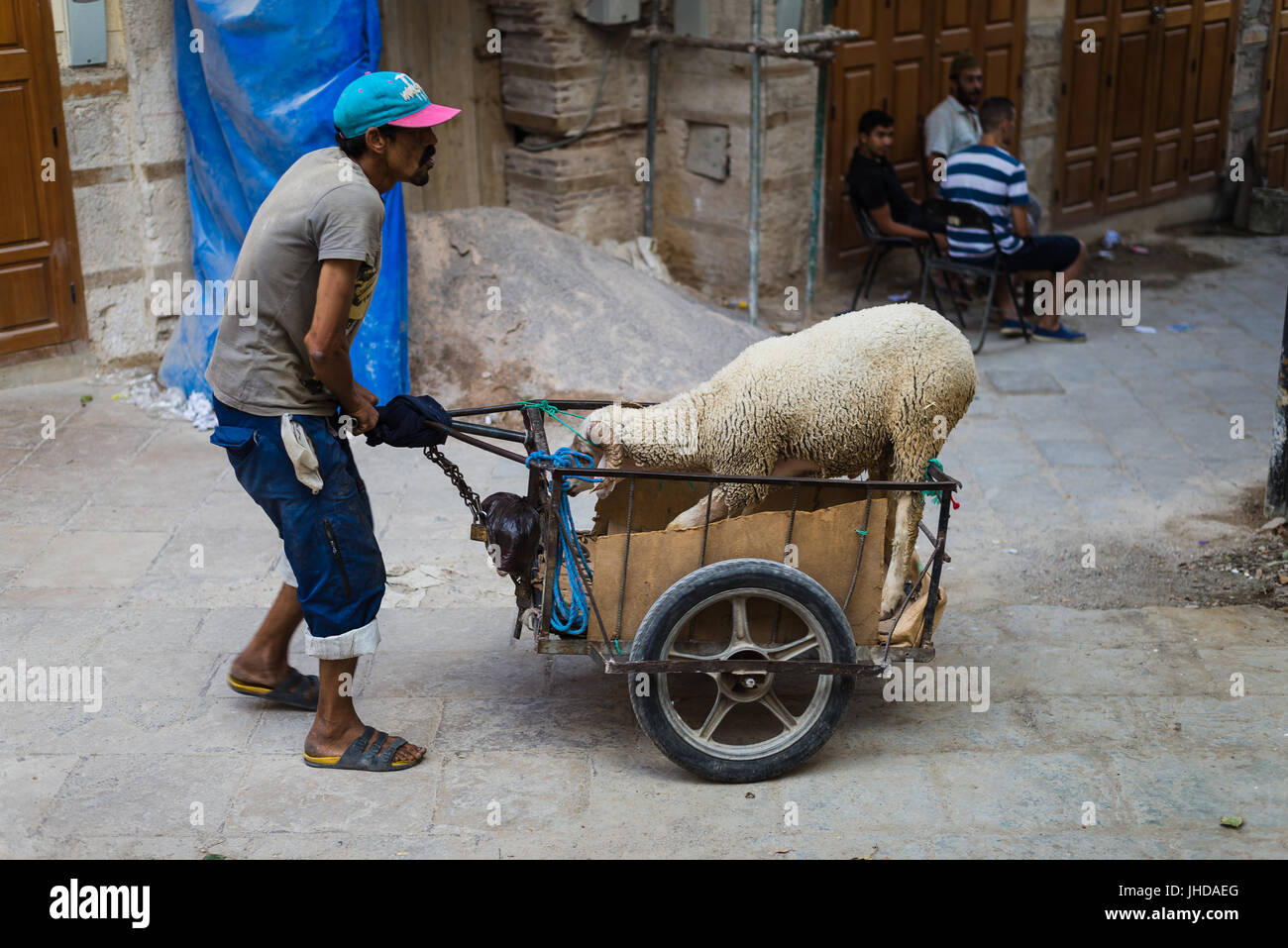 Fes, Marocco - Circa nel settembre 2015 - eid el adha agnelli spinto nelle strade Foto Stock