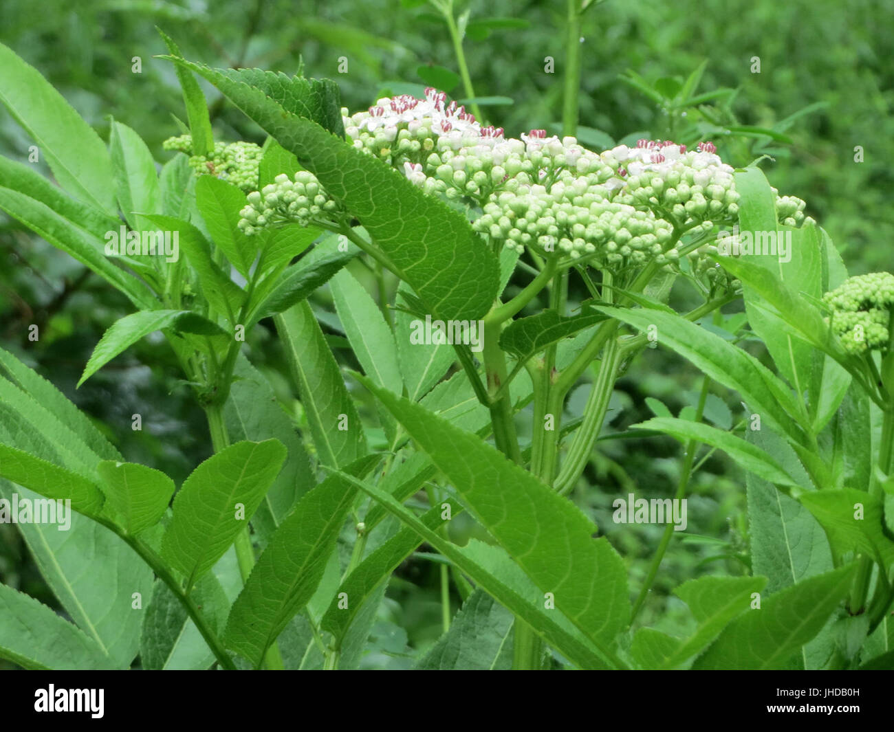 20150621Sambucus ebulus3 Foto Stock