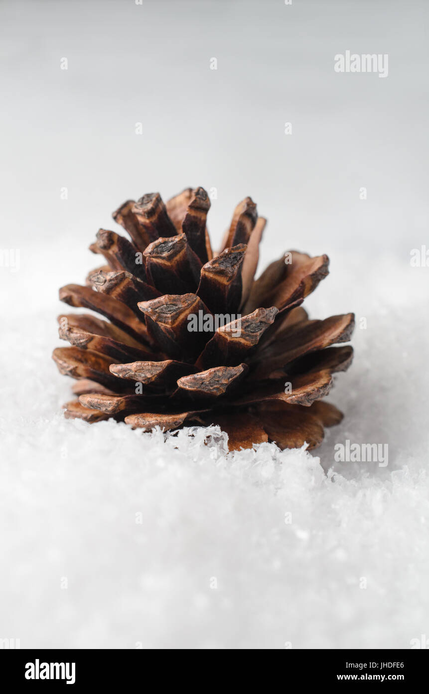 Un abete naturale o Pigna, accoccolato in artificiale bianco della neve con copia spazio. Foto Stock