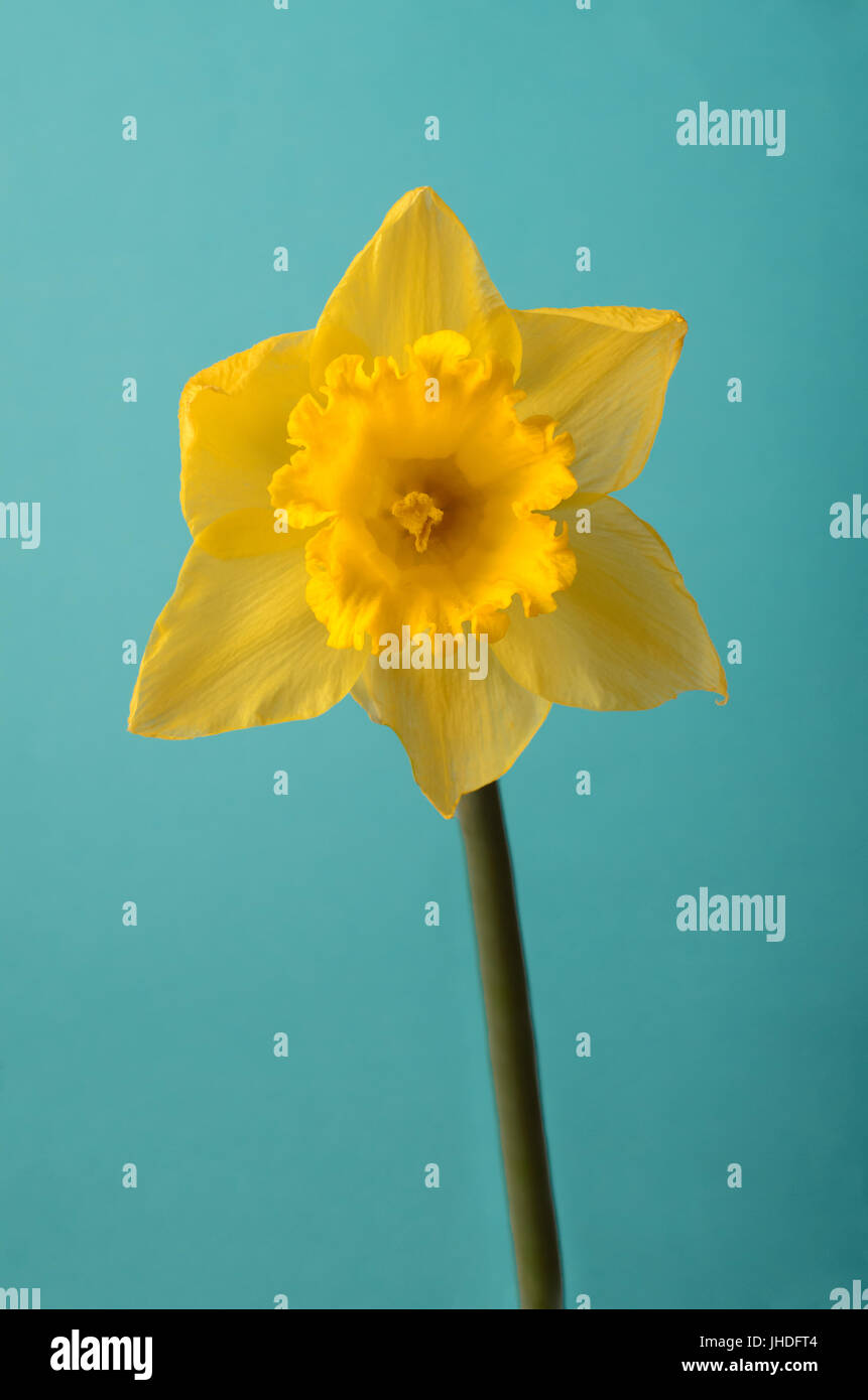 Parte anteriore, occhio vista a livello di un singolo daffodil giallo e lo stelo contro un sfondo turchese. Foto Stock