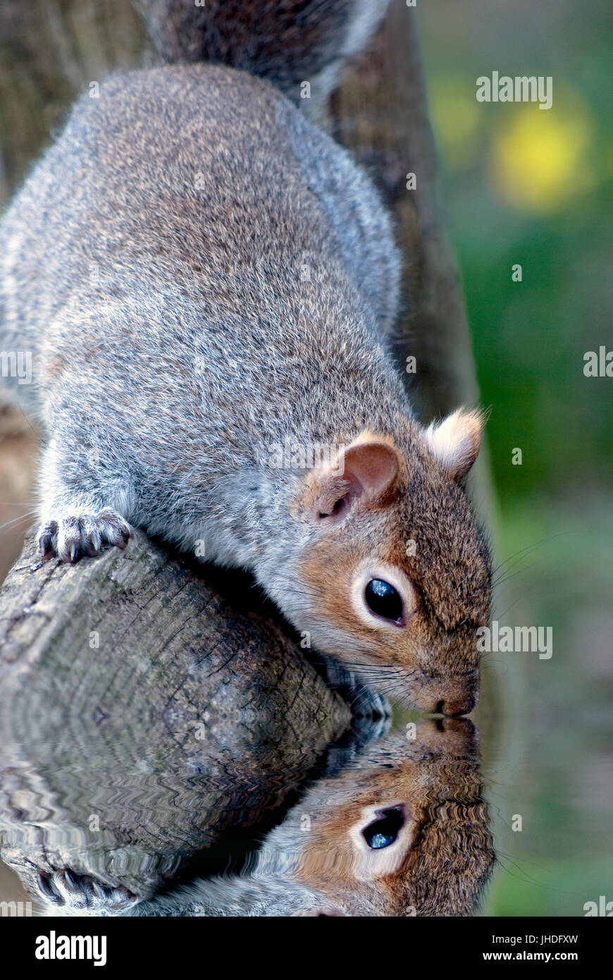 Un gray squirrel raggiungendo la testa verso il basso dalla staccionata in legno come se bevendo o cercando in acqua. La riflessione visibile. La molla Giunchiglie in background. Wa Foto Stock