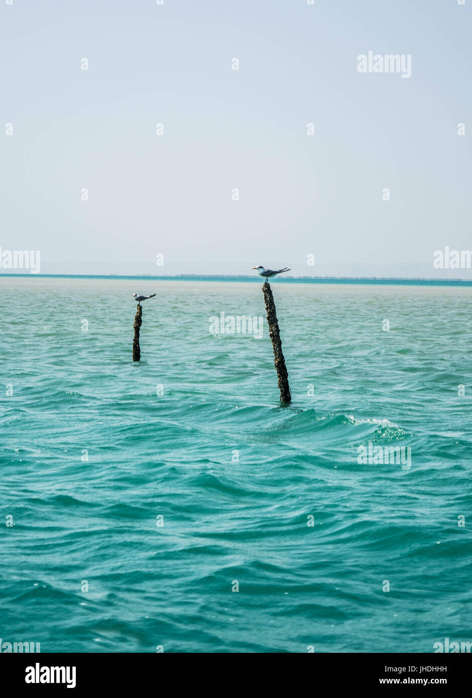 Stazione di uccelli Foto Stock