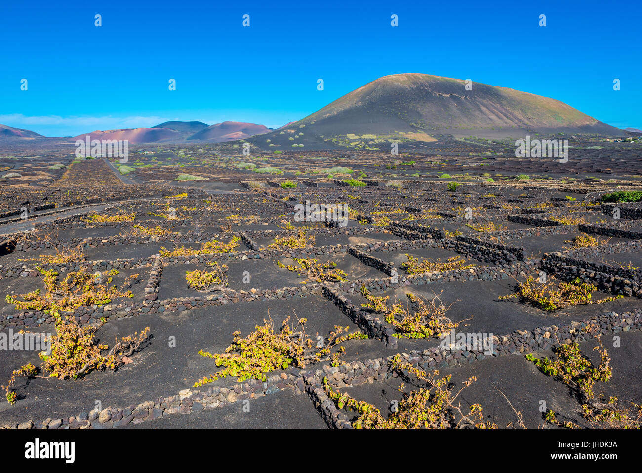 Vigneti nel paesaggio vulcanico a Lanzarote, Isole Canarie, Spagna Foto Stock