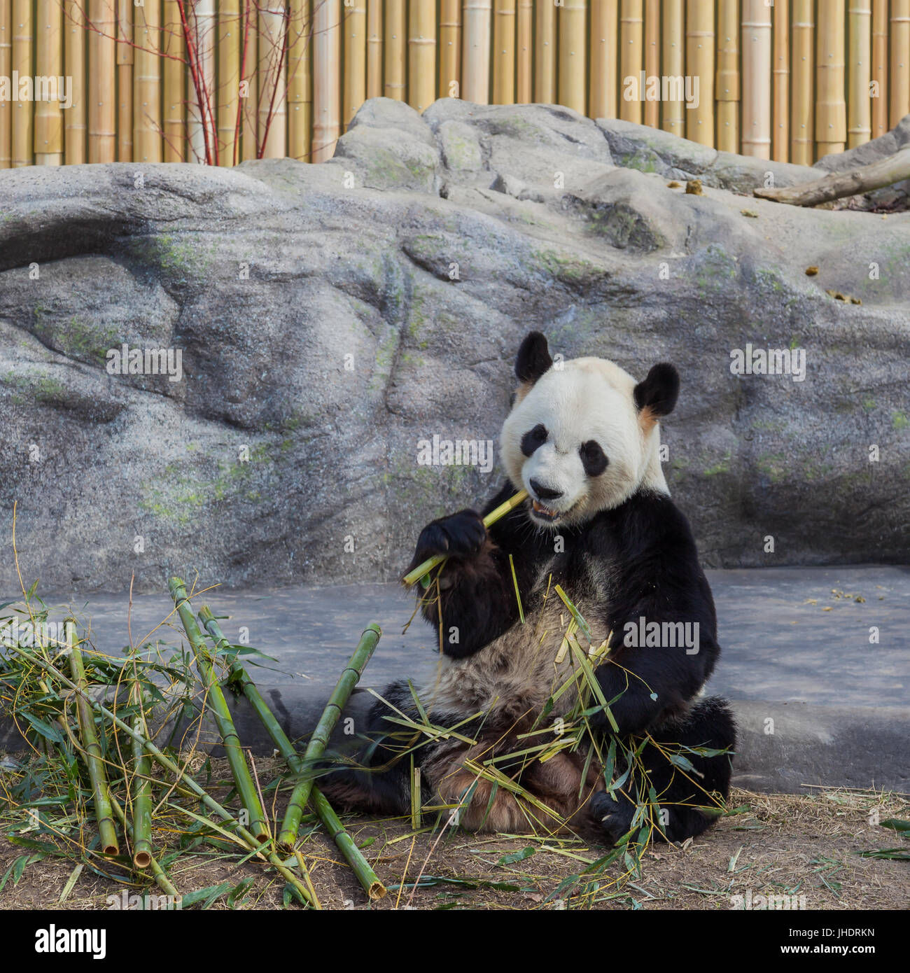 Panda gigante Da Mao a mangiare il bambù in Toronto Zoo di Toronto, Canada Foto Stock