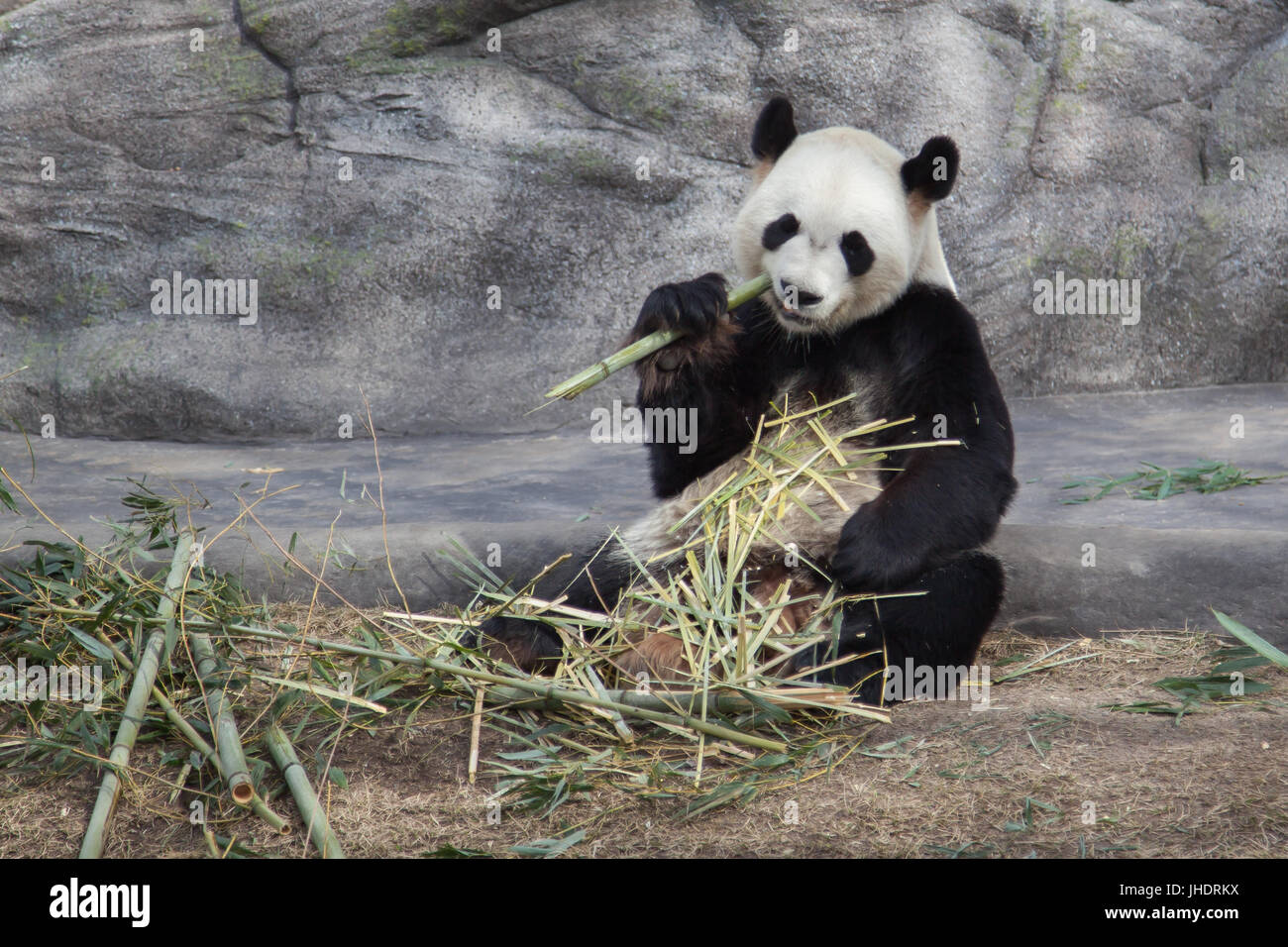 Panda gigante Da Mao a mangiare il bambù in Toronto Zoo di Toronto, Canada Foto Stock
