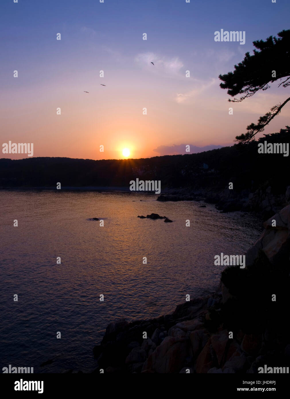 Tramonto sulla foresta di pini e rocce con uccelli in volo Foto Stock