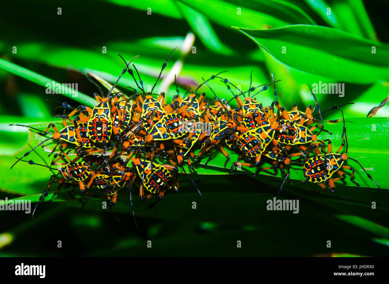 Grande gruppo di colorato arlecchino bug su una foglia verde Foto Stock