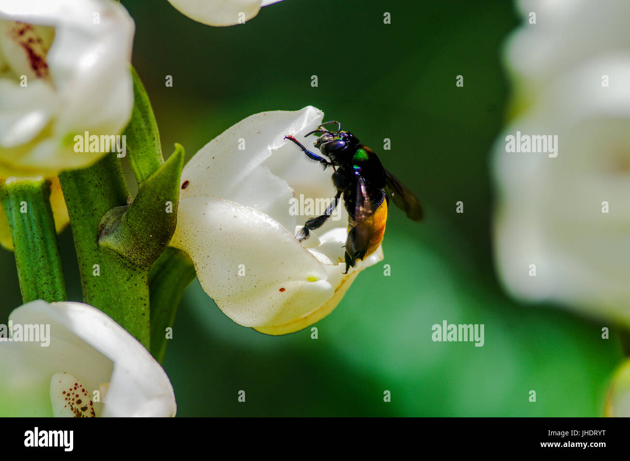 Bumblebee avvicinando un bianco Holy Ghost Orchid (Peristeria Elata Orchidaceae) fiore o Flor del Espiritu Santo in spagnolo Foto Stock