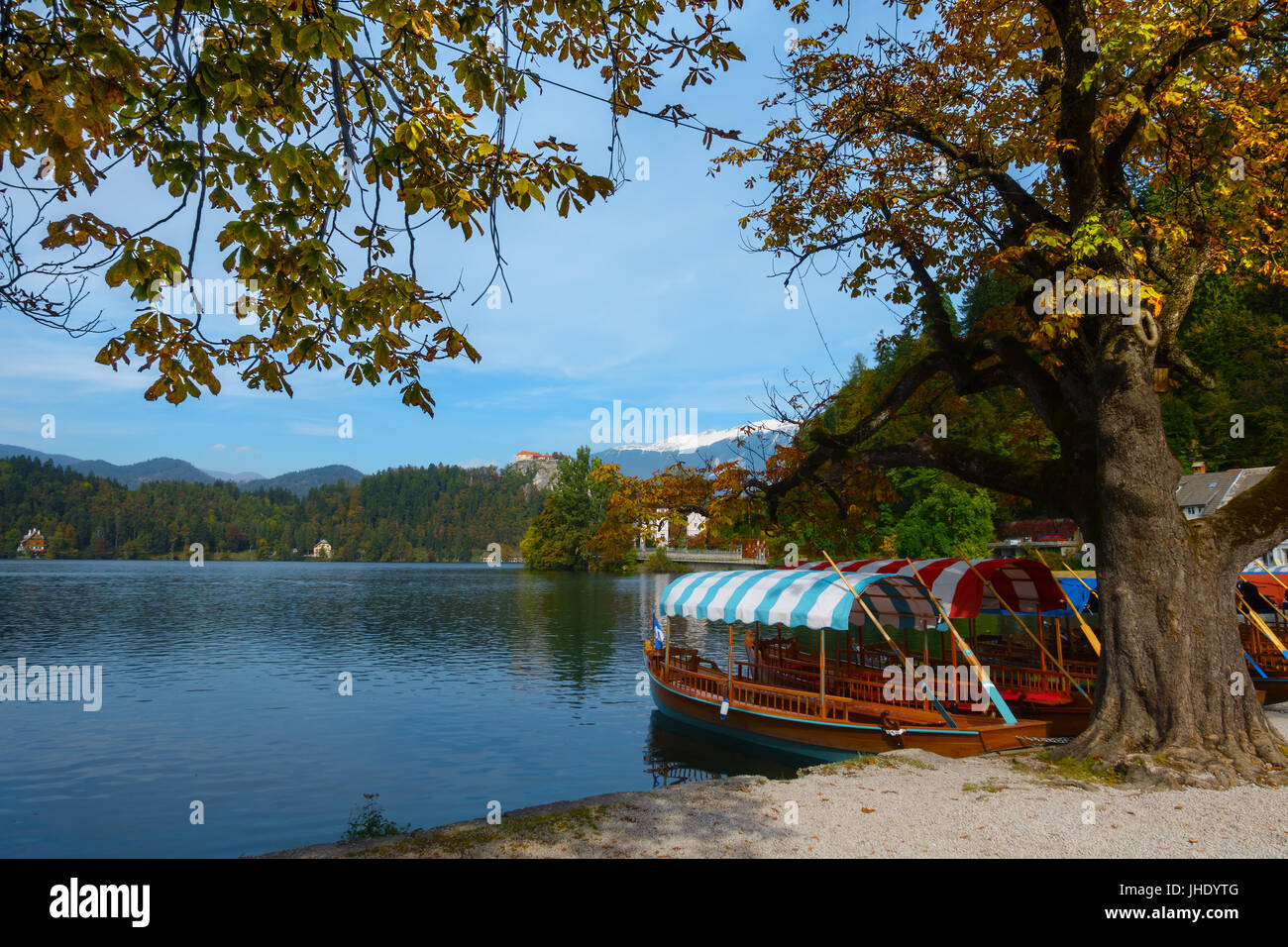 Imbarcazioni a remi con tetti colorati, il cosiddetto pletna barche, nell'acqua del lago di Bled sotto un albero di castagno in autunno colori in autunno, Slovenia. Foto Stock