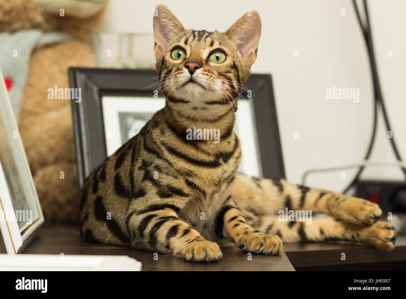Il bengala Gatto di razza all'età di 5 mesi che giace sul comodino Foto Stock