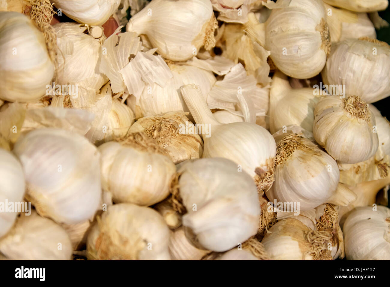 Bulbi freschi di aglio Foto Stock