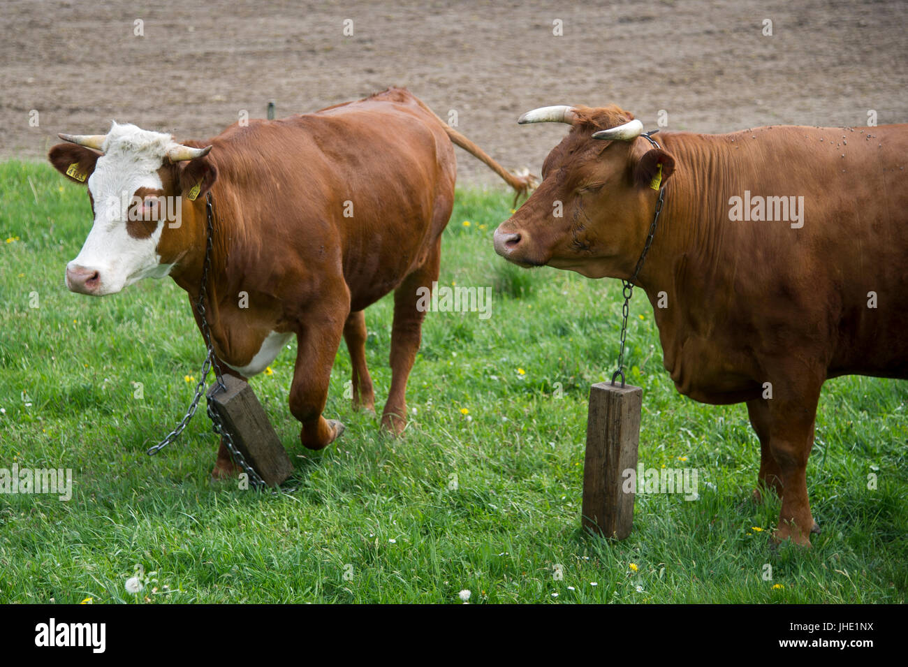 Incatenati vacca Kamienna Gora, Polonia 20 maggio 2017 © Wojciech Strozyk / Alamy Stock Photo Foto Stock