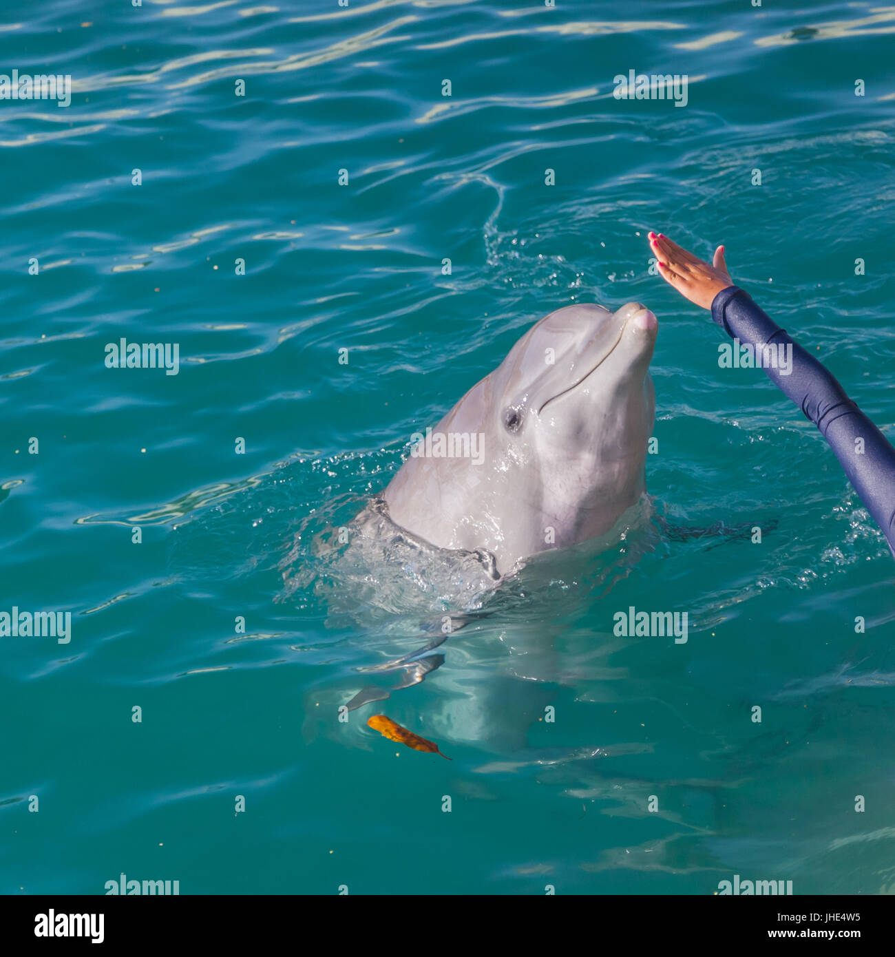 Dolphin kissing visitatore la mano in Xcaret Eco Theme Park, Messico. Xcaret è il naturale più famoso eco-parco nel mondo. Foto Stock