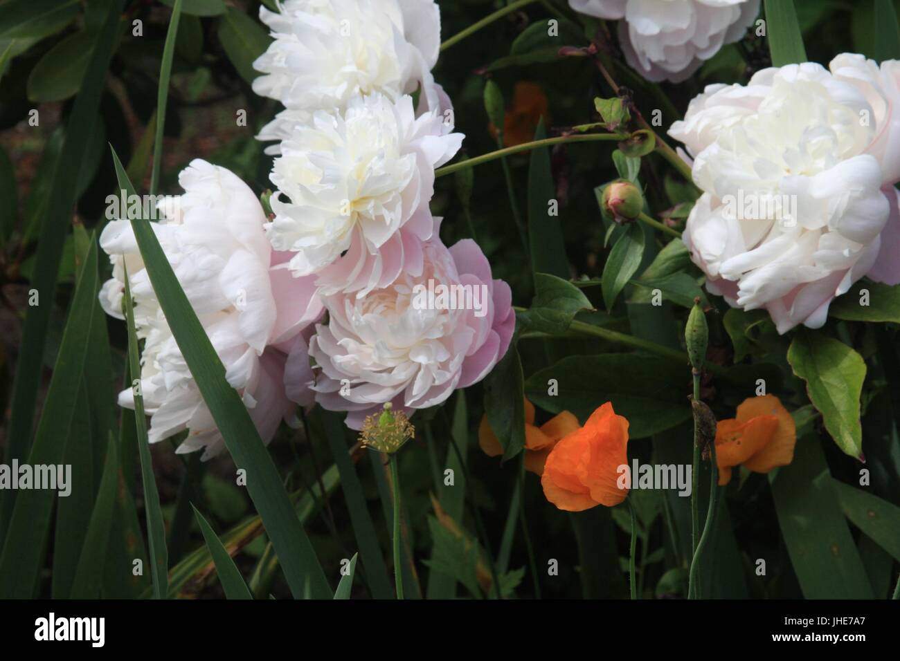 F E E L S Foto Stock