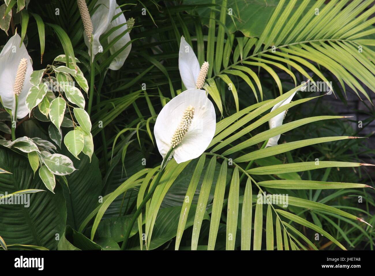F L U M E Foto Stock
