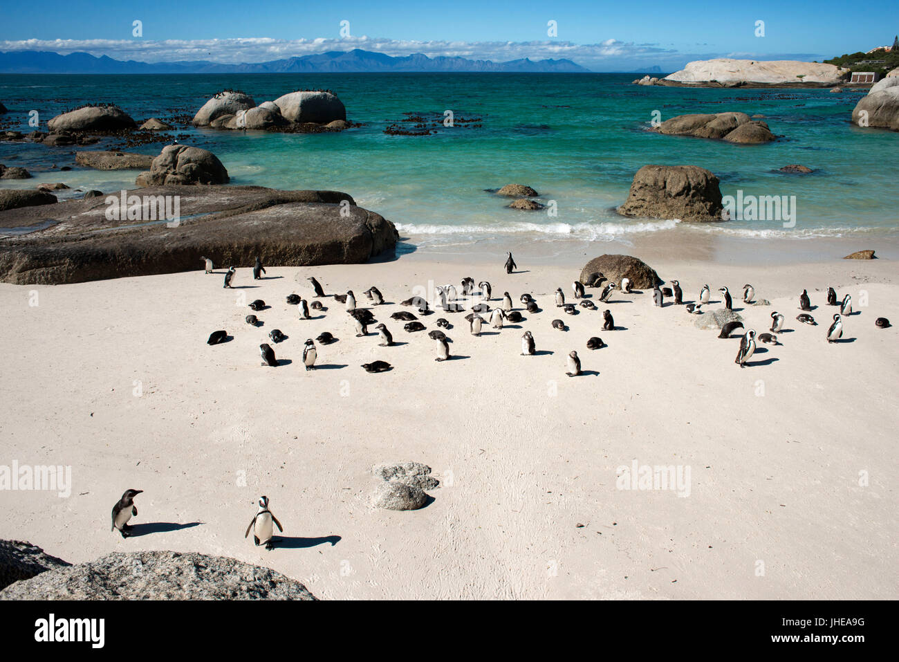 Pinguino africano, Spheniscus demersus, Boulders Beach, Città di Simon, Cape Town, Western Cape, Sud Africa Foto Stock