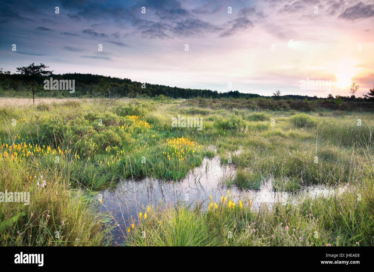 Sunrise over palude con bog asphodel fiori in estate Foto Stock