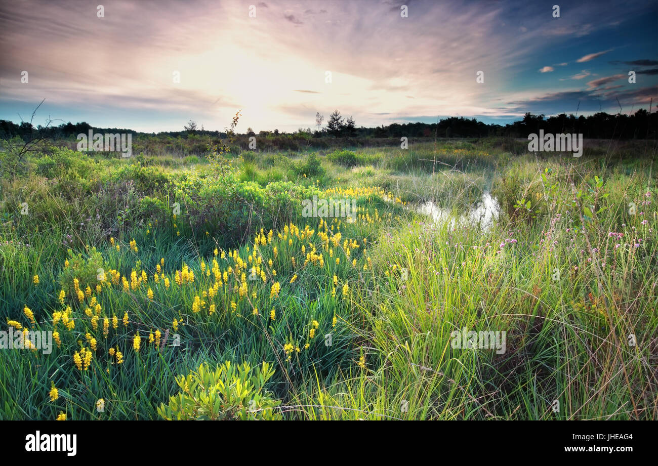 Sunrise su wild palude con bog asfodelo fiorisce in estate Foto Stock