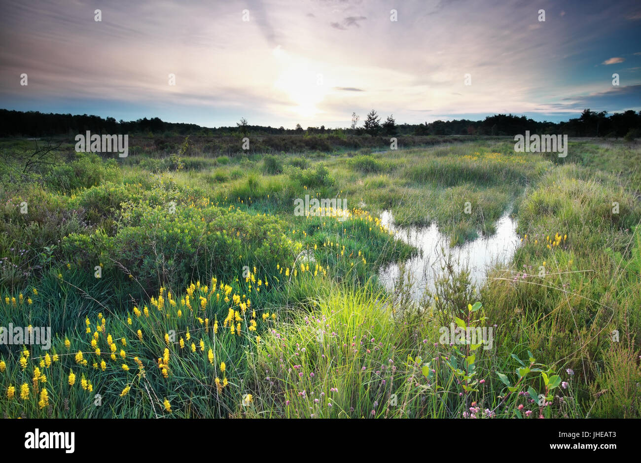 Mattina sulla palude con la fioritura bog asphodel Foto Stock