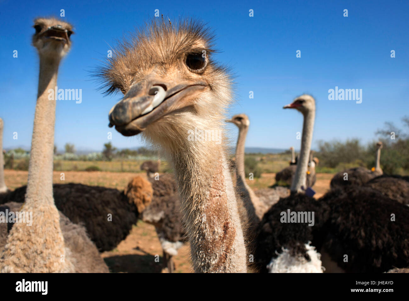 Safari visualizza struzzo farm Oudtshoorn, piccolo Karoo, Sud Africa e Africa Foto Stock