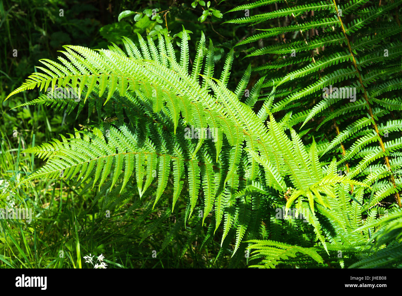 Wild Fern coltura vegetale nella foresta Kielder Northumberland England Regno Unito Regno Unito Foto Stock