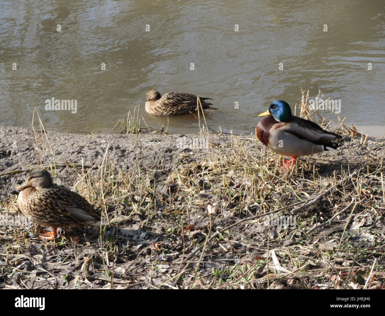 20150220Anas platyrhynchos1 Foto Stock