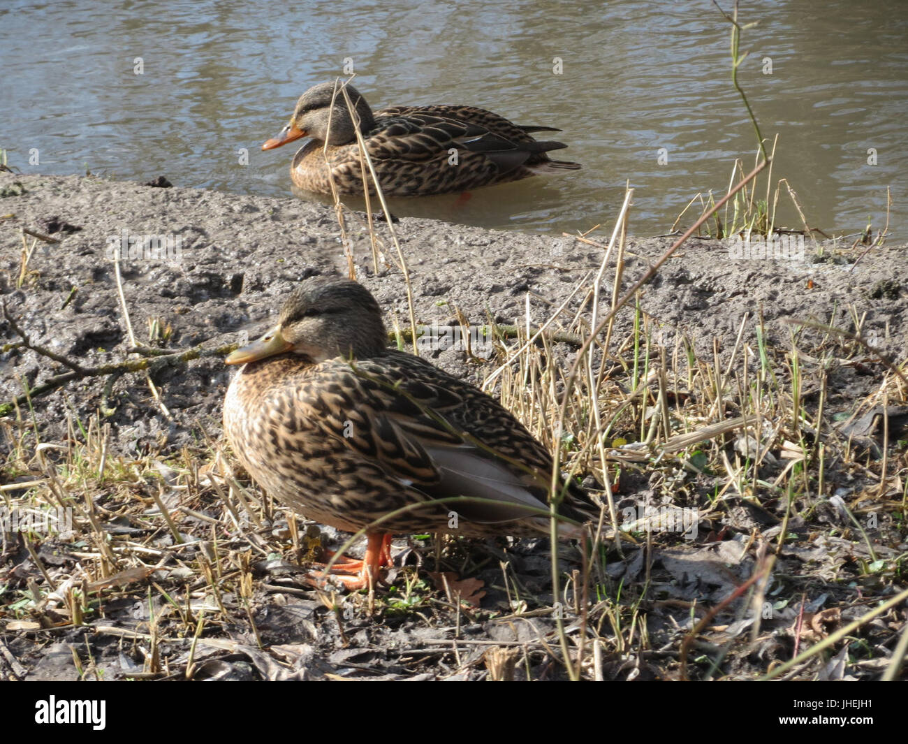 20150220Anas platyrhynchos2 Foto Stock