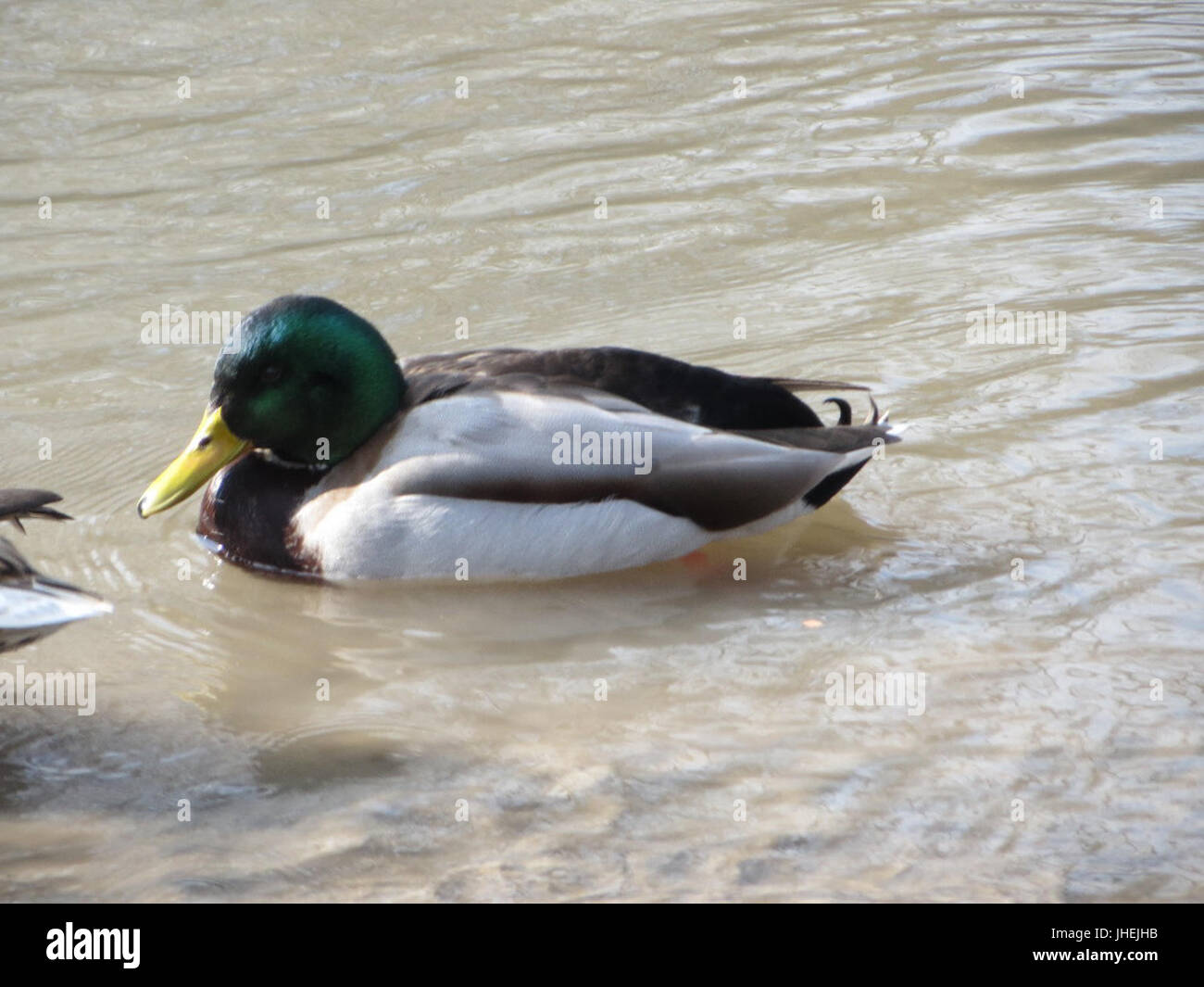 20150220Anas platyrhynchos4 Foto Stock