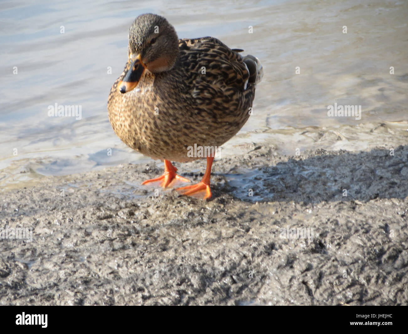 20150220Anas platyrhynchos5 Foto Stock