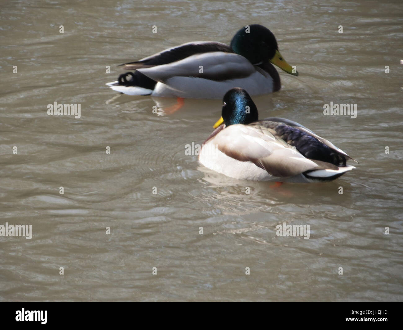 20150220Anas platyrhynchos6 Foto Stock