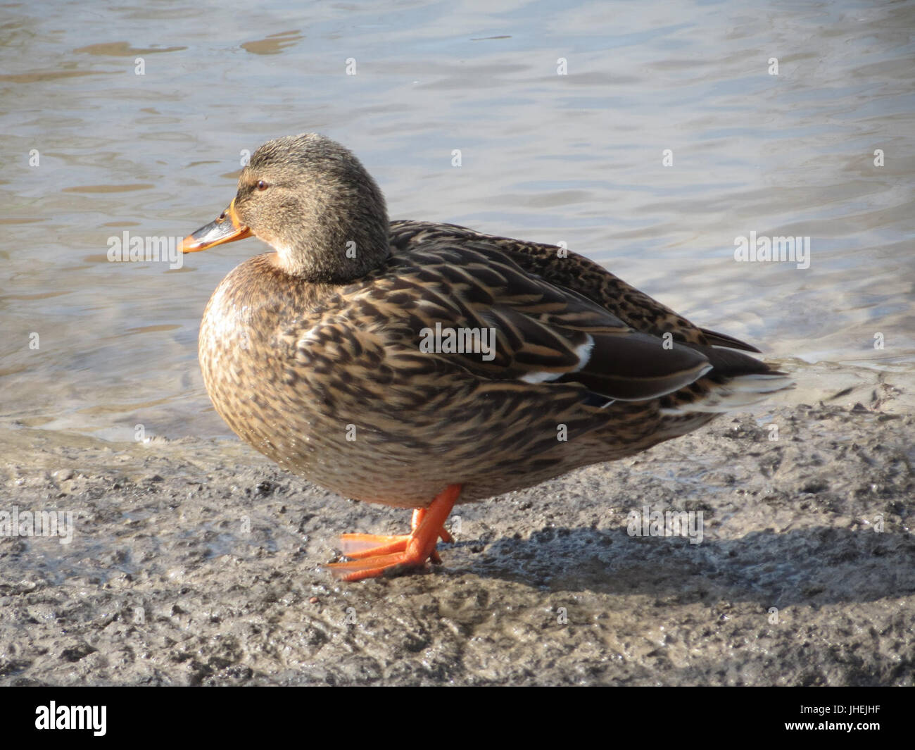 20150220Anas platyrhynchos7 Foto Stock